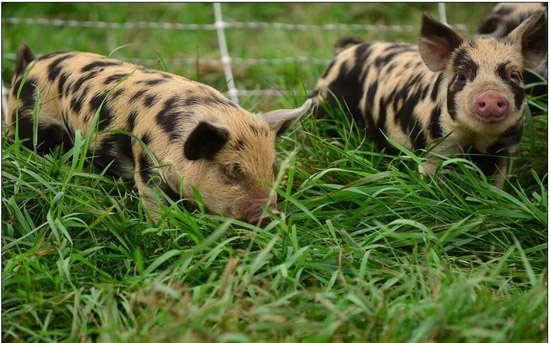pig-nutrition